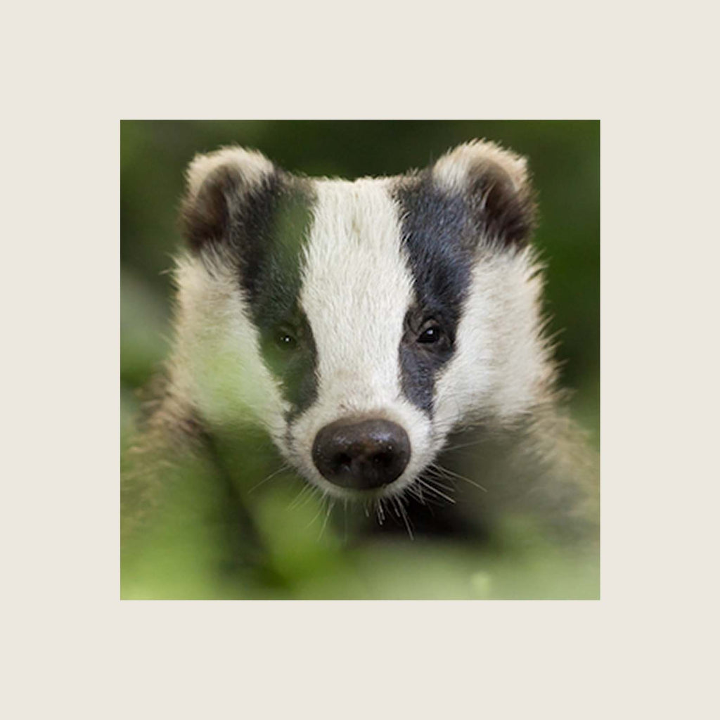 A close up picture of a badger - looking straight at you